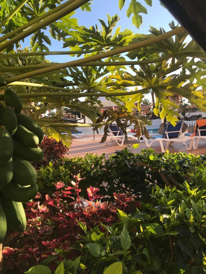 Apartamento Las Vistas Beach - Tenerife Royal Gardens Playa de las Americas  Bagian luar foto